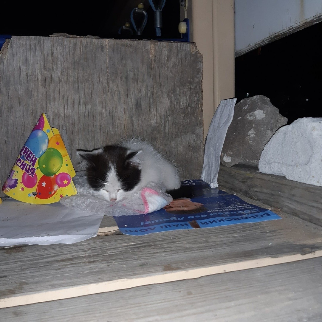 Бездомные котята - печальное зрелище(