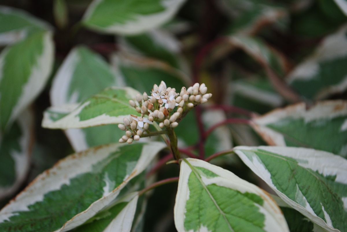 Дёрен. Цветы и листья. 