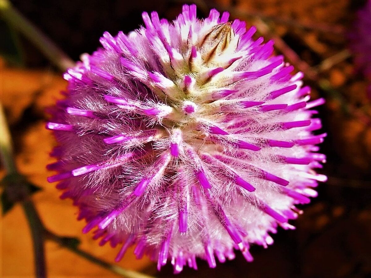 Viola rossowiana