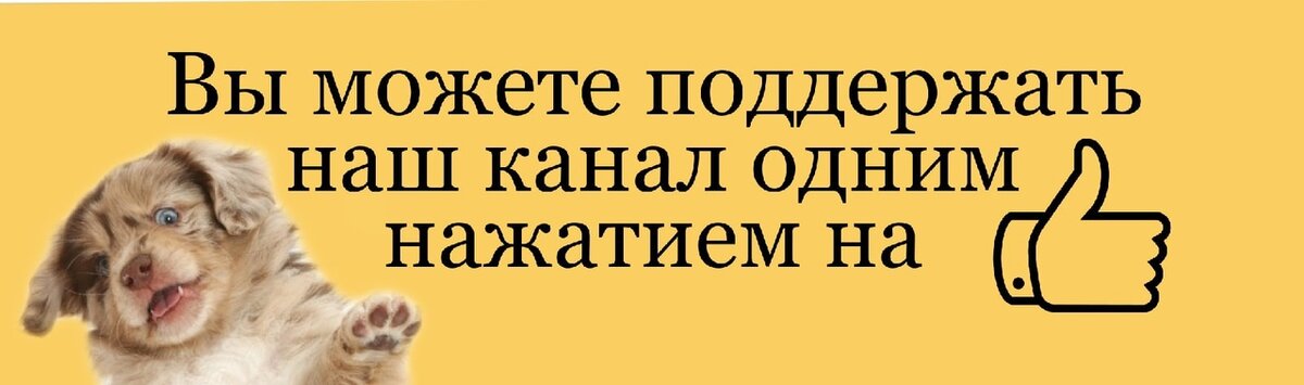 Как определить по щенку какого размера он вырастет, если родители питомца  неизвестны. | Собачий подкаблучник | Дзен