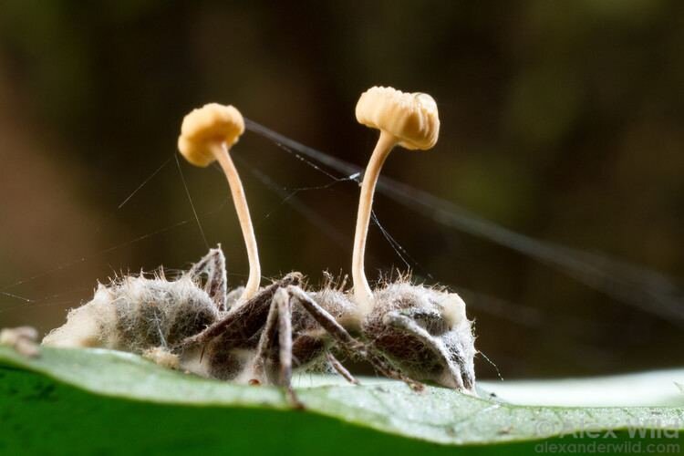 Cordyceps unilateralis