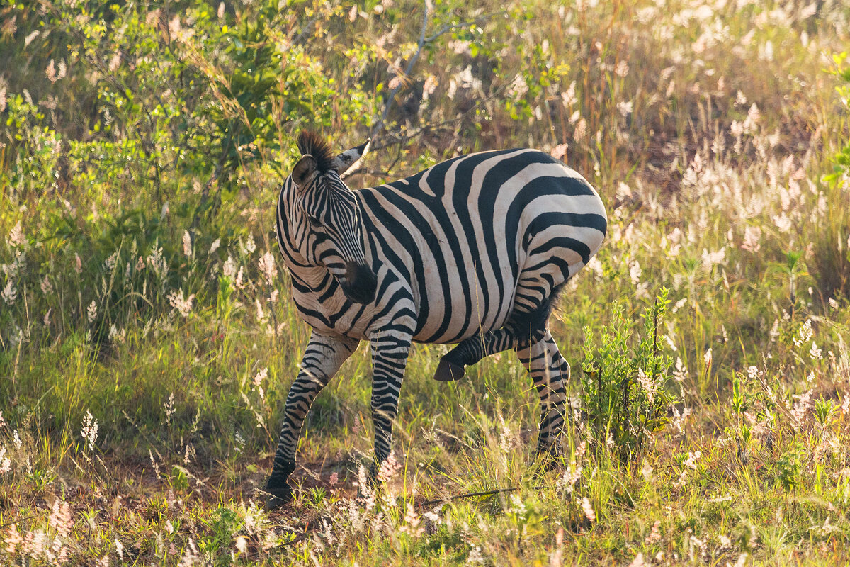 5 интересных фактов о зебрах