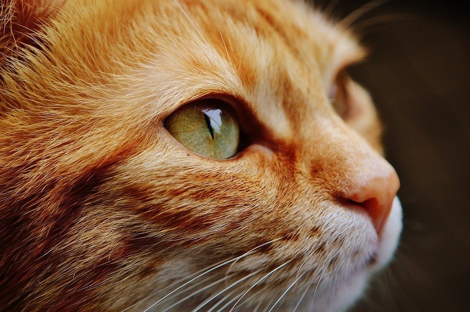 Взято с сайта Pixabay