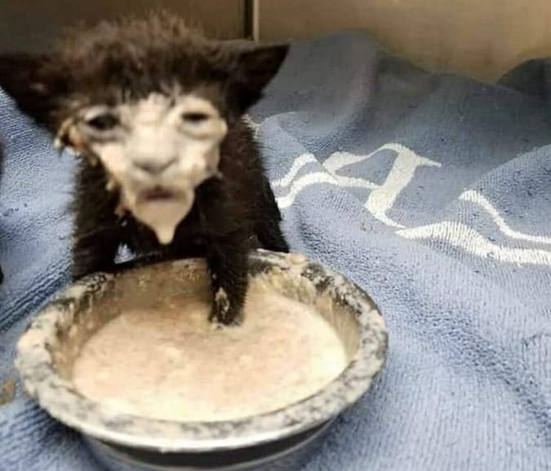 Эти "ловкие охотники" даже поесть нормально не могут!