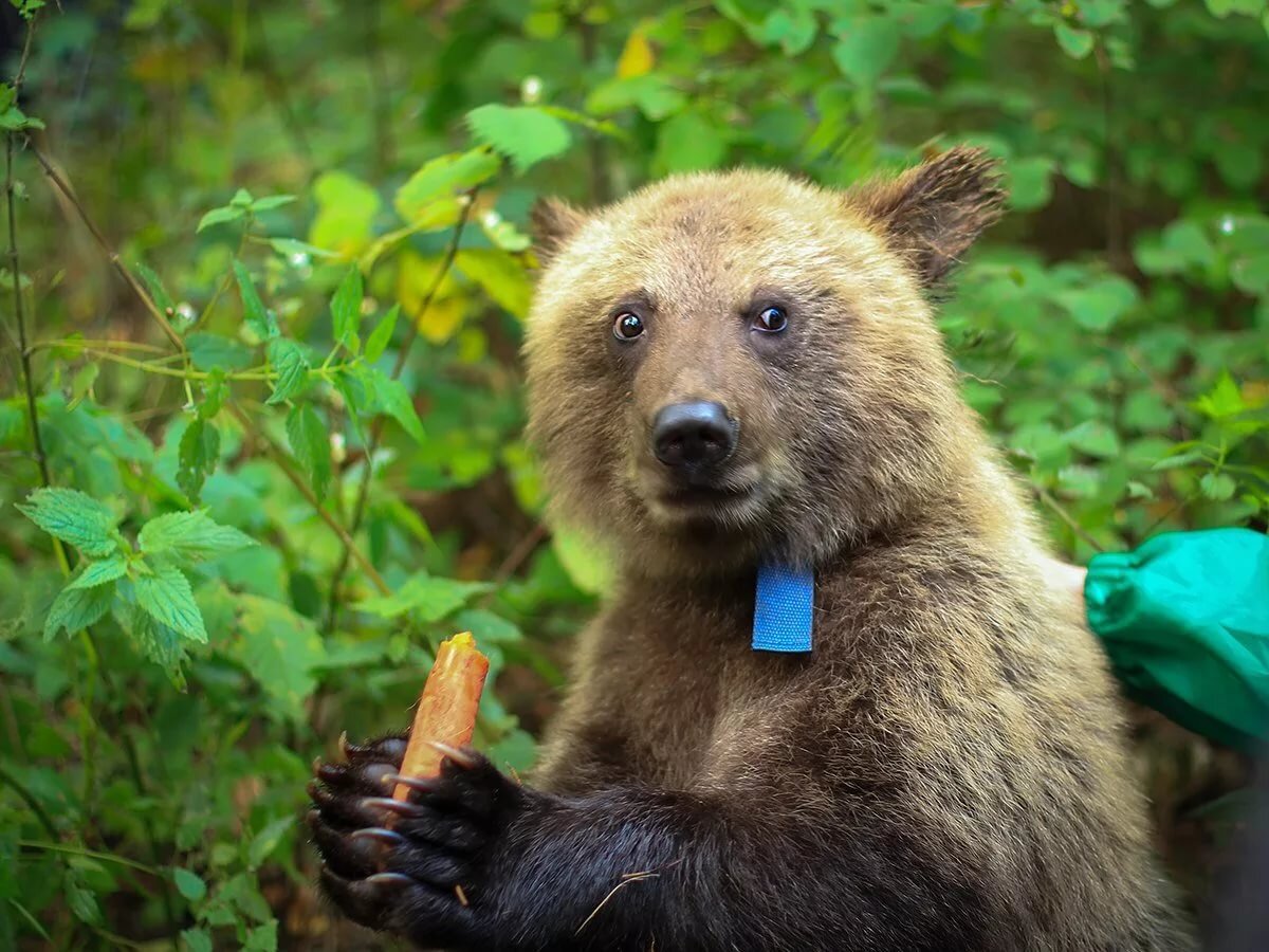 Поэтому мне дятла за медведя принять трудно. А людям трудно меня за поэтессу принять, с таким-то простецким леспромхозовским бэкграундом. Хотя энцефалитных клещей я боялась в детстве гораздо больше медведей. Да и шанс их встретить был гораздо выше. Мы когда на посадке елок работали, их потом по семь штук стряхивали. Мамин троюродный брат от укуса клеща умер, а от медведей только коровы страдали, да и то сказать, потому что стада не было, пастуха не было. Коровы как хотели, так и ходили. Сами по себе. Почему так в нашем леспромхозе было, не знаю, вот в деревнях у дедушки и тетки было общее стадо, но там же совхоз и колхоз, поля кругом, не дай бог потрава. А тут лес.