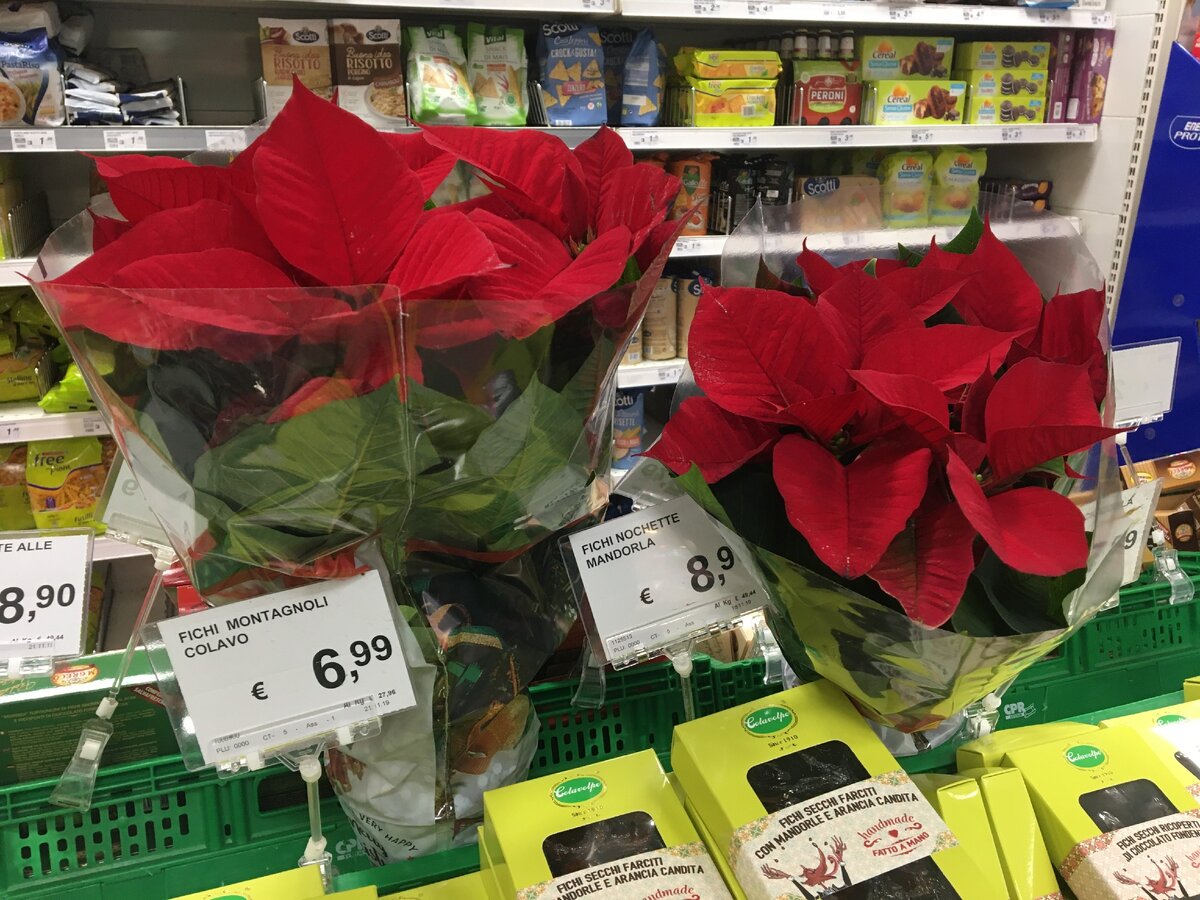 Пуансенттия - один из главных новогодних атрибутов в Италии.