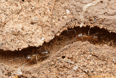 Муравьи улучшают структуру почвы