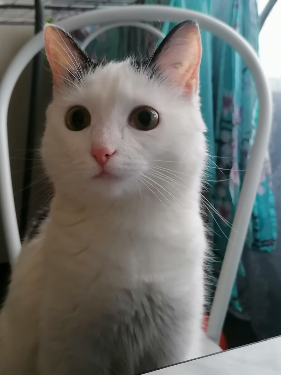 Киса 