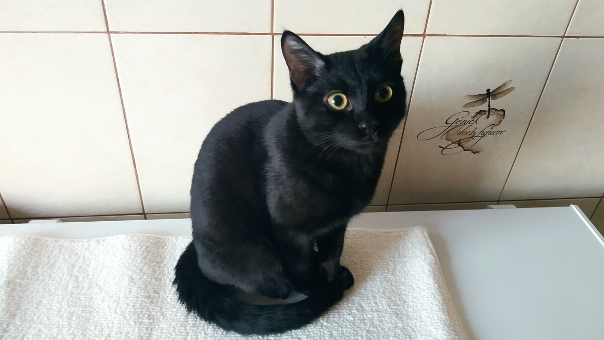 Кот Тихон.