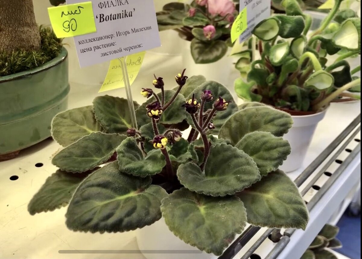 Мини фиалочка сорт Botanika (фото автора)