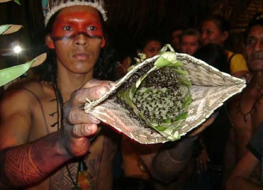 Жестокое племя. Сатере-Маве Бразилия перчатки из муравьев-пуль. Сатере Маве обряд инициации. Жалящие перчатки Бразилия.