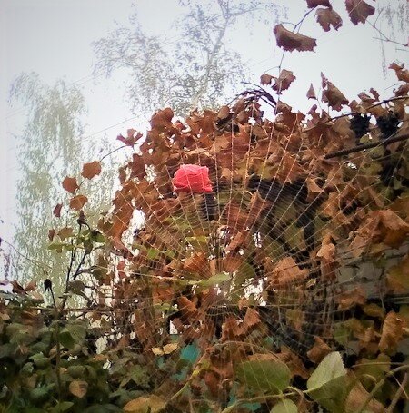 Дома. Как в детстве: розы высокие, пауки бесстрашные.