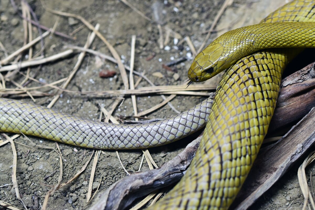 Какие были 1 змеи. (Oxyuranus microlepidotus) змея. Тайпан (Oxyuranus scutellatus). Тайпан Маккоя морская змея. Aipysurus duboisii.