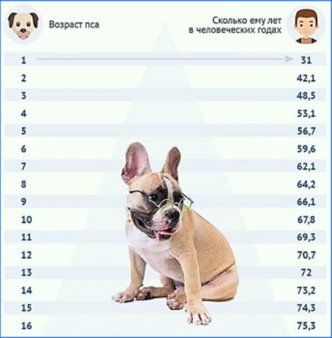 Но большинство собак мелких пород живут значительно дольше, до 15-16 потому и сроки наступления «пожилого» возраста для них будут иные.