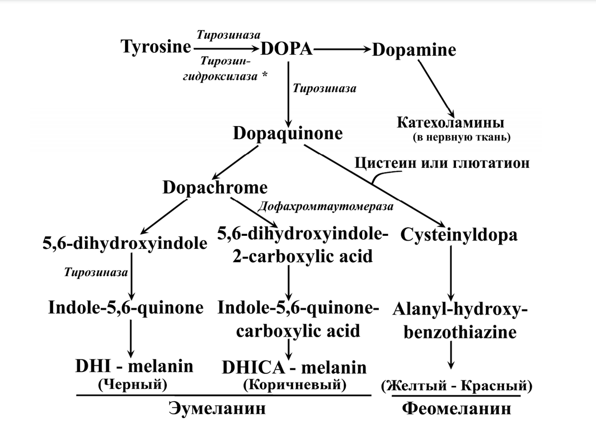 Пути синтеза эумеланина и феомеланина из тирозина. Отмечена множественная роль тирозиназы, тирозингидроксилаза быстрее, чем
тирозиназа катализирует процесс превращения тирозина в ДОФА в нейронах
[по Morris et al., 2002, Pawelek & Chakraborty, 1998].