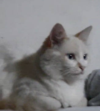 Смотрящий котик