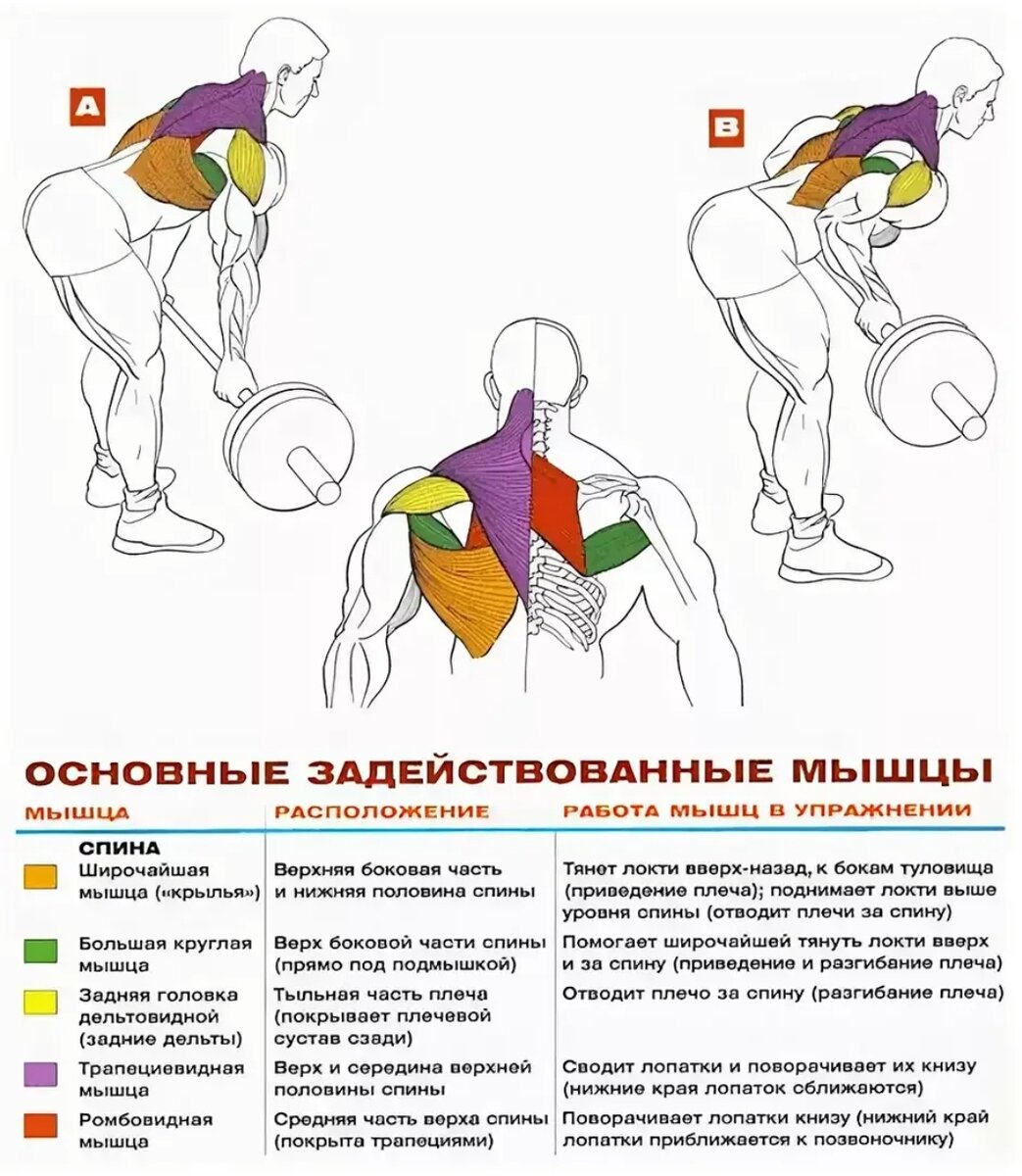 Тяга штанги в наклоне к поясу обратным хватом