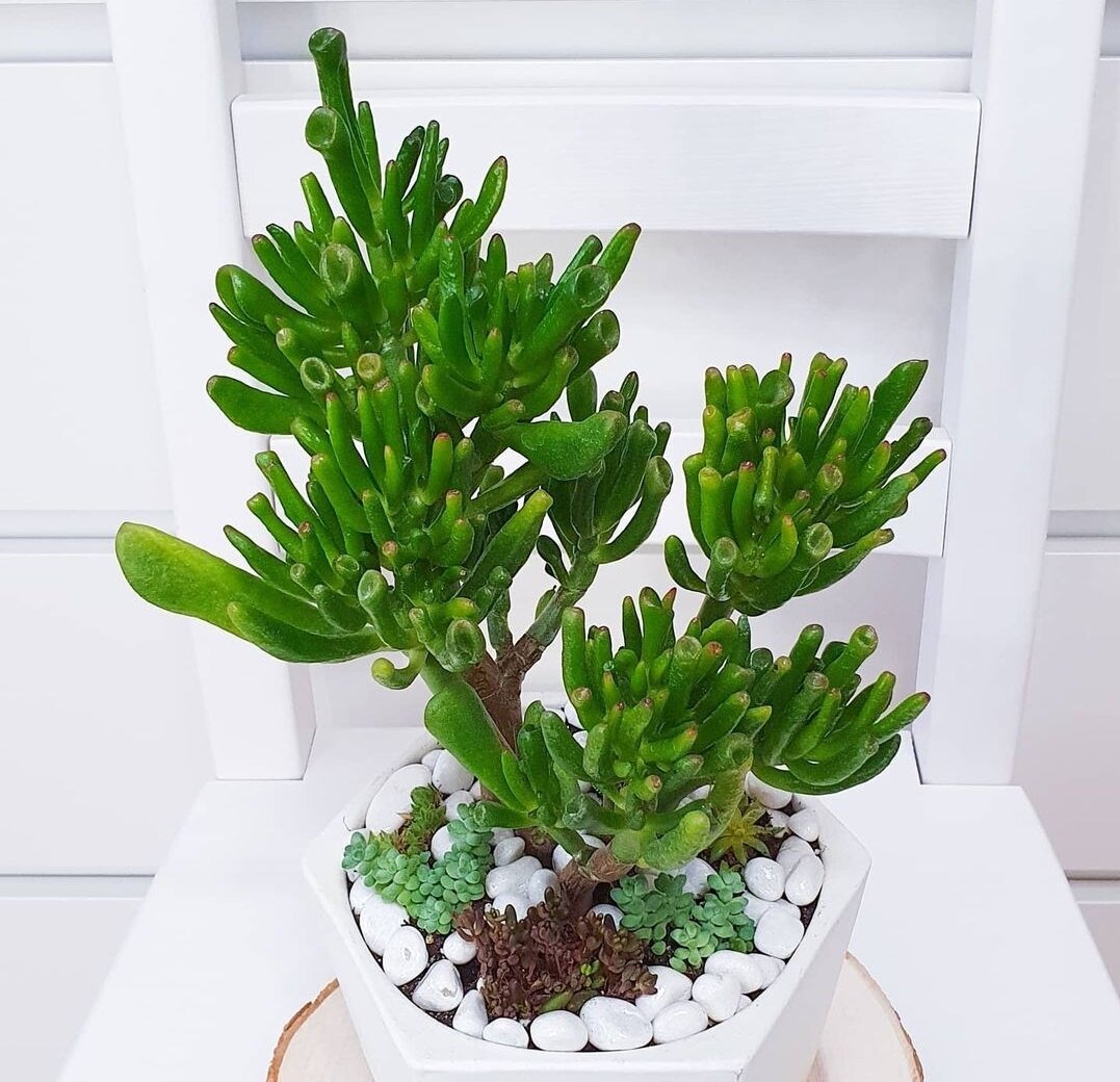 Вот такой была у меня композиция после посадки – крассула с шикарными листьями