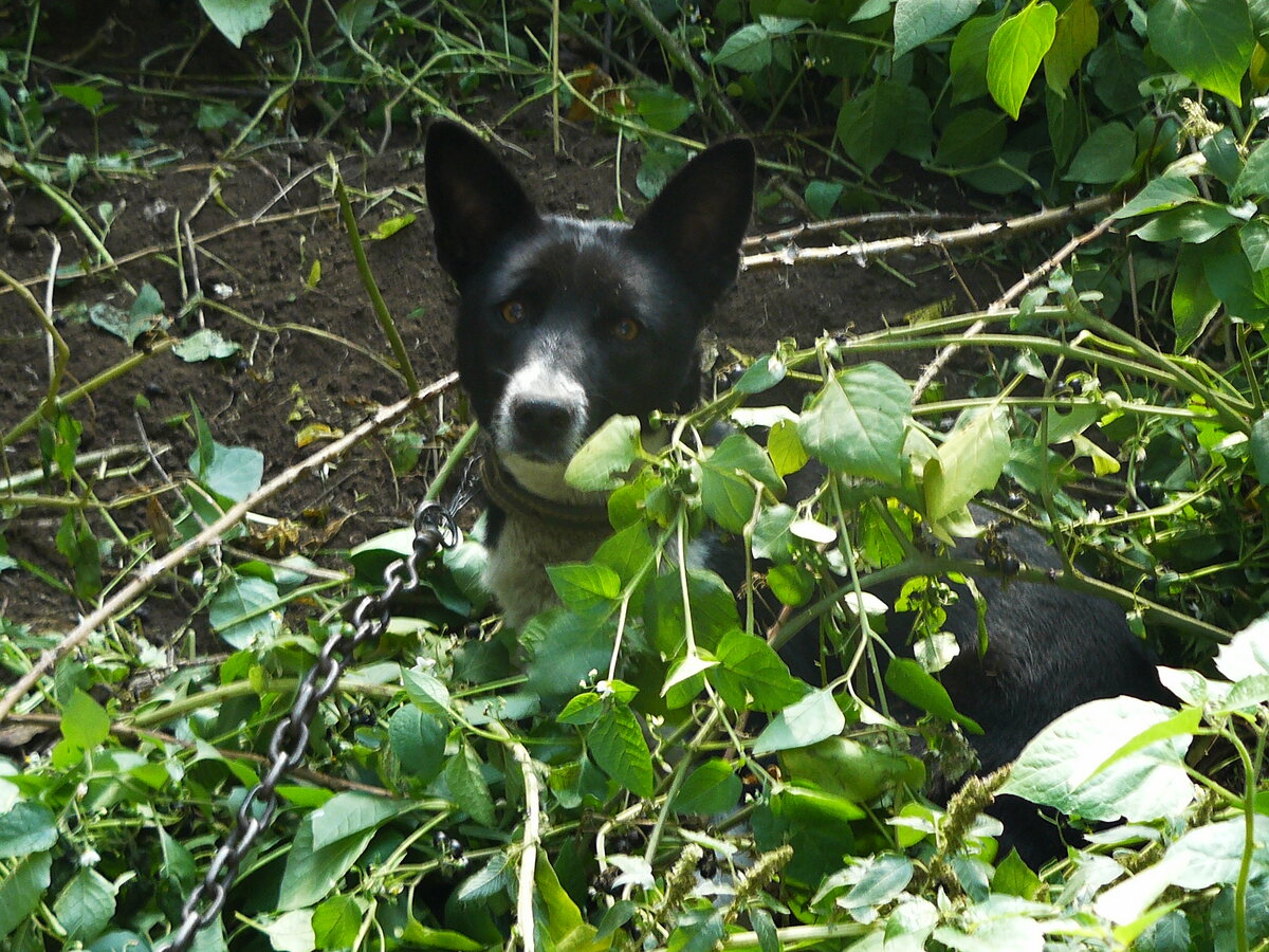 Так у нас появилась Ганя. 
