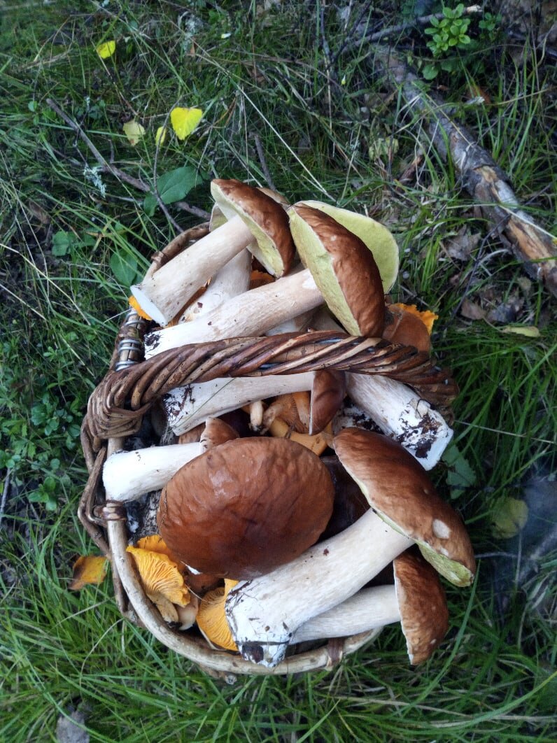 Пока белые еще не пошли, это фото прошлого 2020 года, но они пойдут уже скоро.