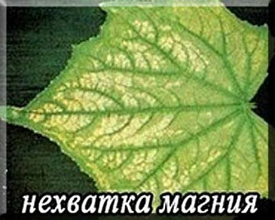 Как подкормить огурцы калимагнезией. Листья огурцов недостаток микроэлементов. Дефицит магния у огурцов.