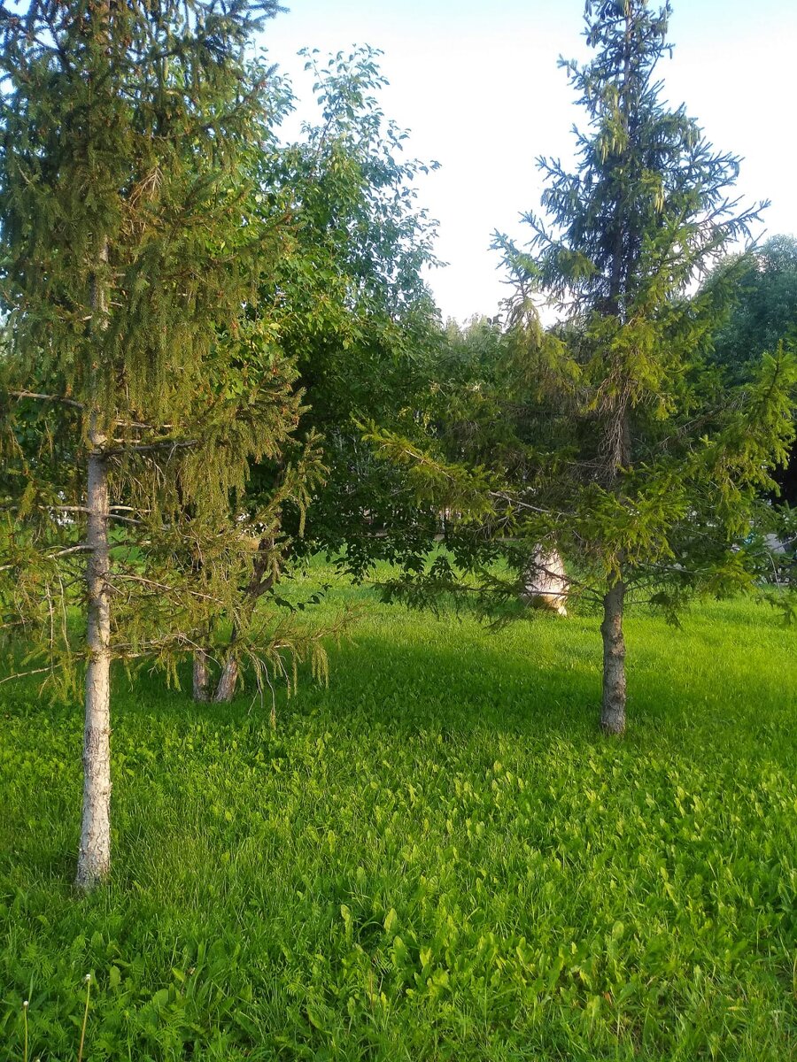 Это поливные деревья и трава. Если бы не было полива - всё давно бы засохло и пожелтело. 