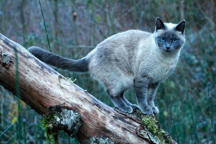 Знакомьтесь, это Ледосвет из второй ролевой