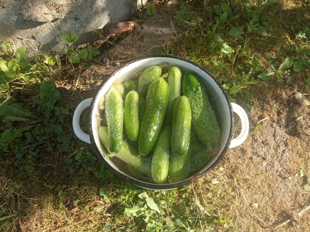 Лучший рецепт маринованных огурцов из тех, что я пробовала | Дача с Любовью  к родному Лукоморью | Дзен