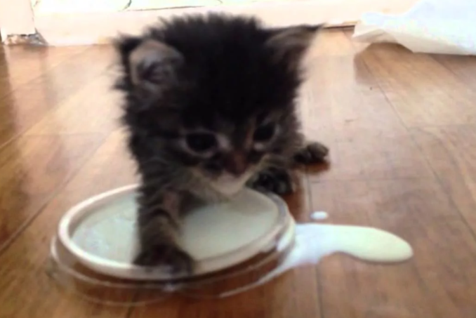 Фотографии моего котенка не сохранились, так как я не знала, что буду писать о нем.