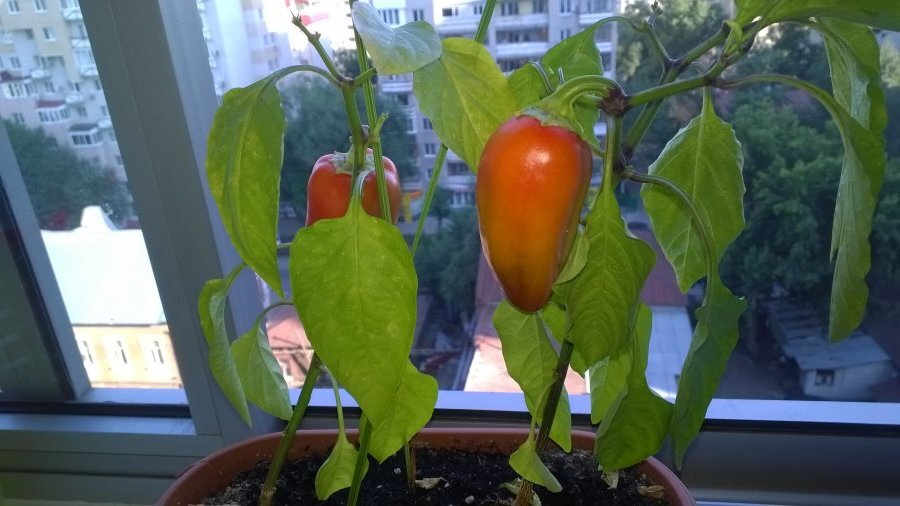 Как вырастить болгарский перец на окне