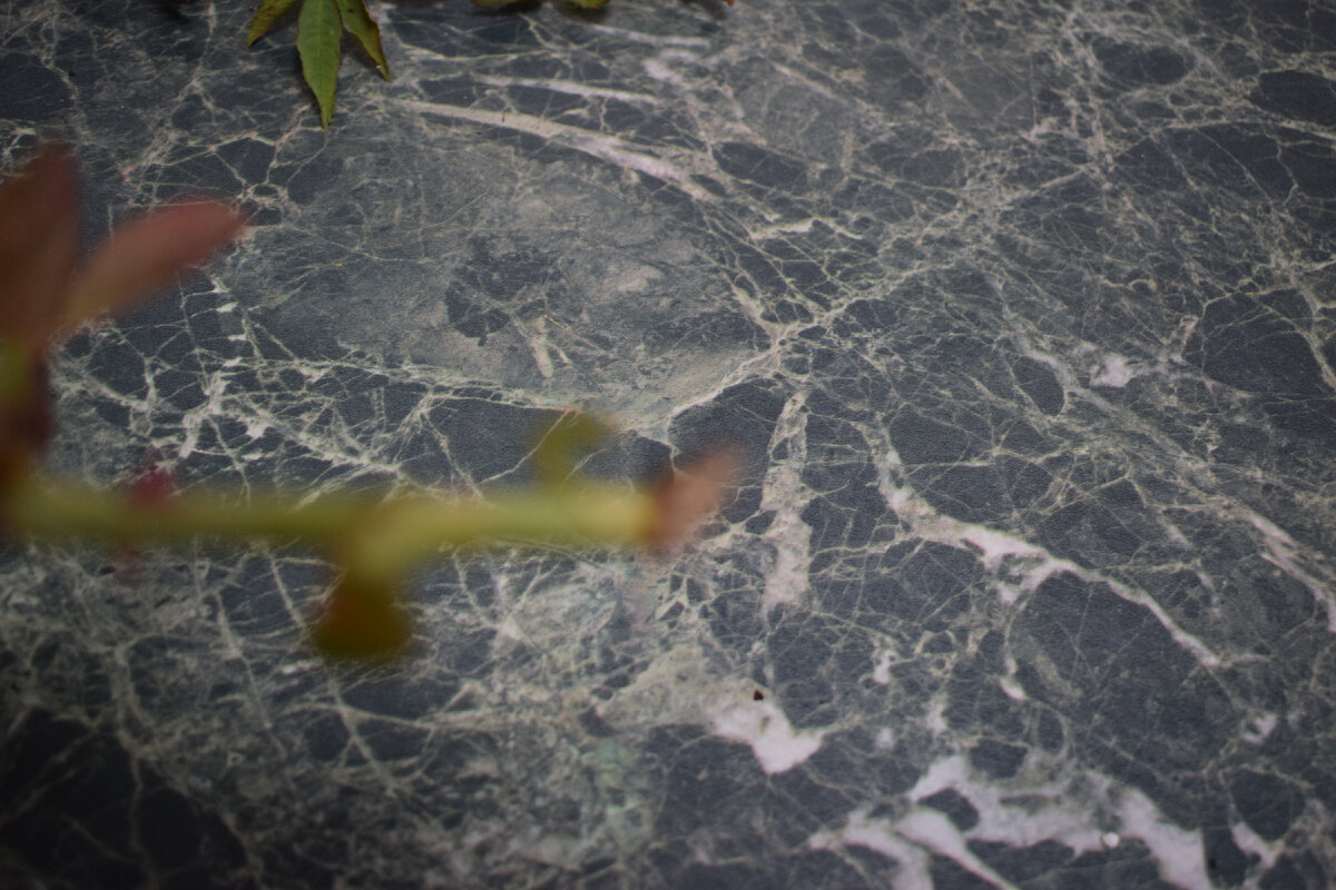 черенок с пяточкой(фото автора)2021