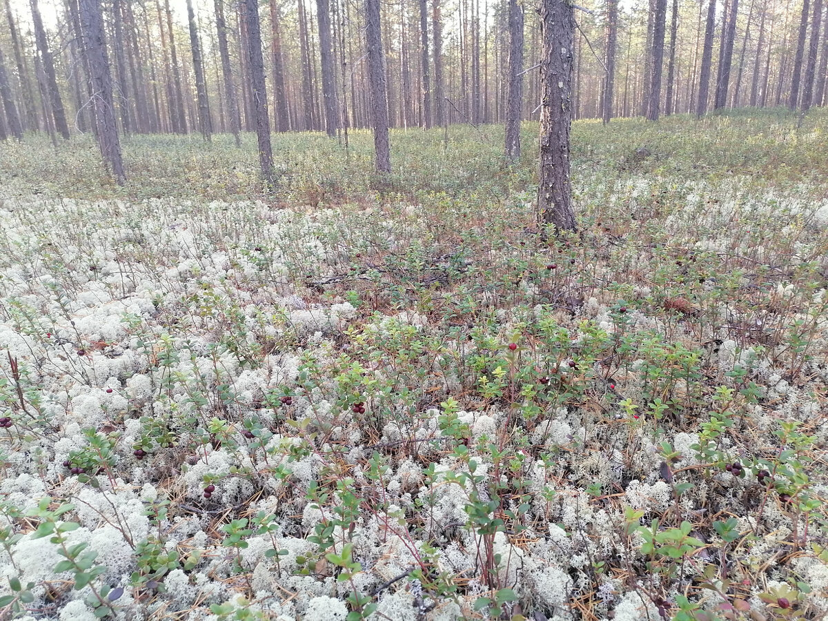 брусничка выделяется бордовыми пятнышками