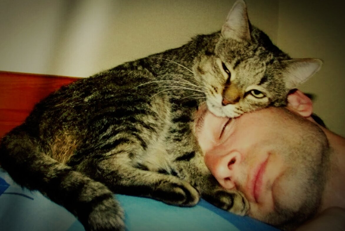 Кот спит