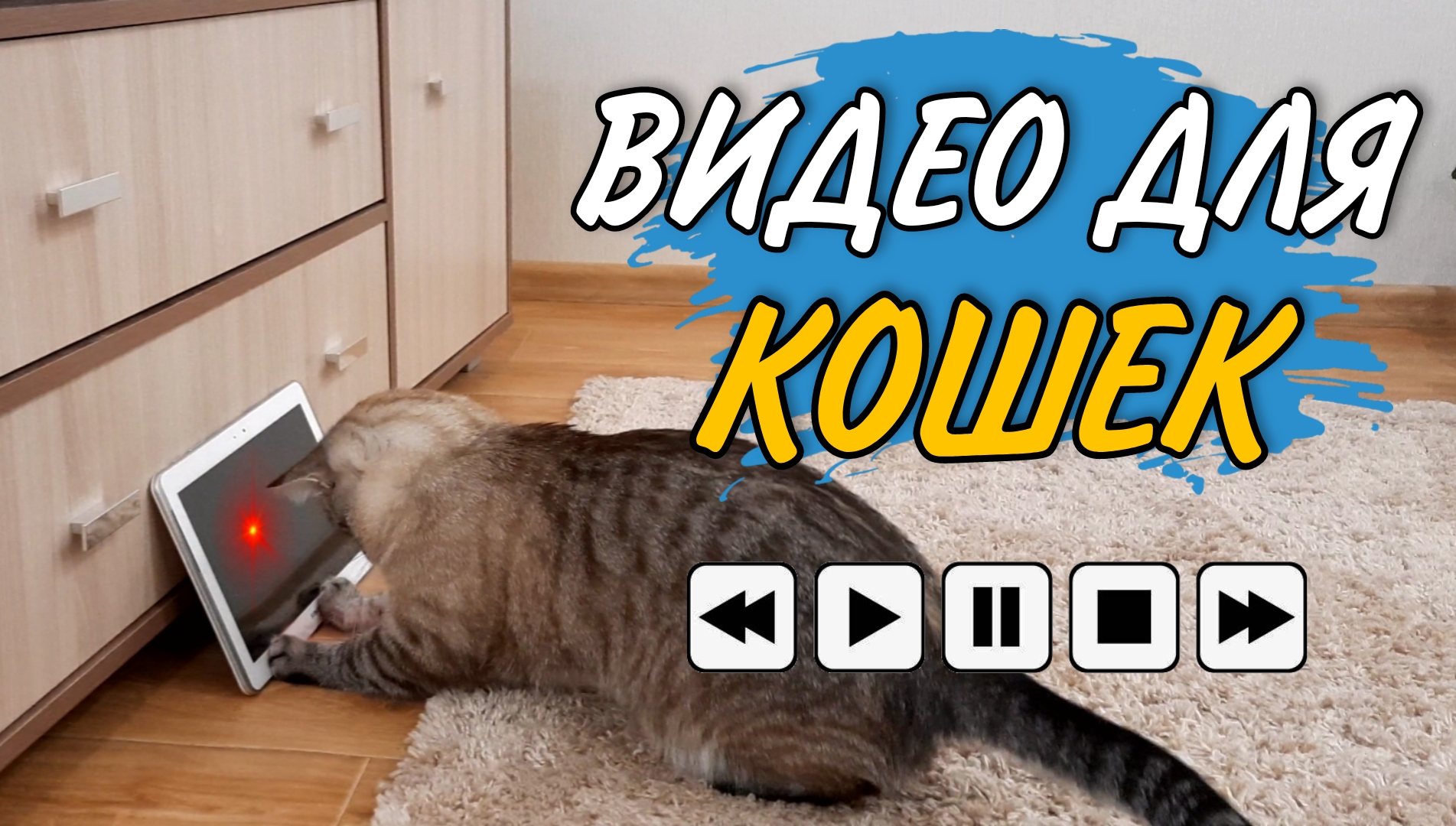 Игра для кошек на экране. Лазерная указка