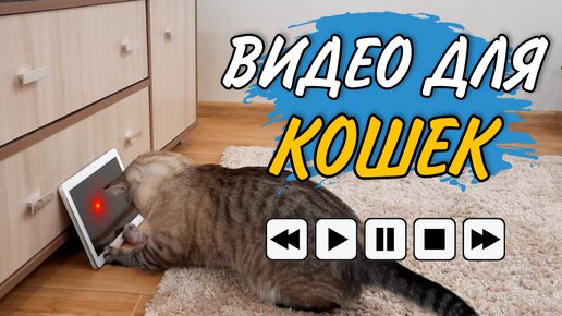 Кошки Порно Видео / японское зоо тьюб / Популярные Страница 1