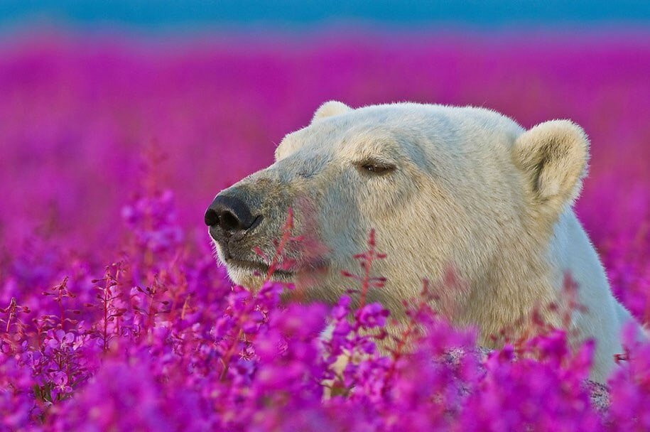 Белый медведь — красивое, благородное животное, он по праву считается живым символом Арктики. Сейчас в мире по оценкам специалистов насчитывается от 22 до 31 тыс. животных.