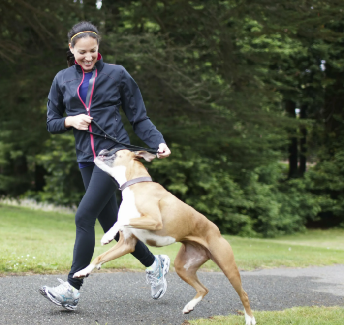  После одной-двух тренировок собака начнет на прогулке вести себя более естественно, а затем и вовсе станет бегать с вами. Это происходит примерно через месяц тренировок.