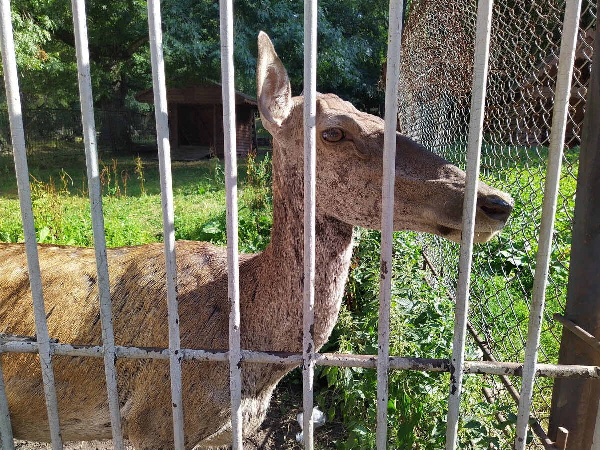Фото Константина Котовского / Молодой олень