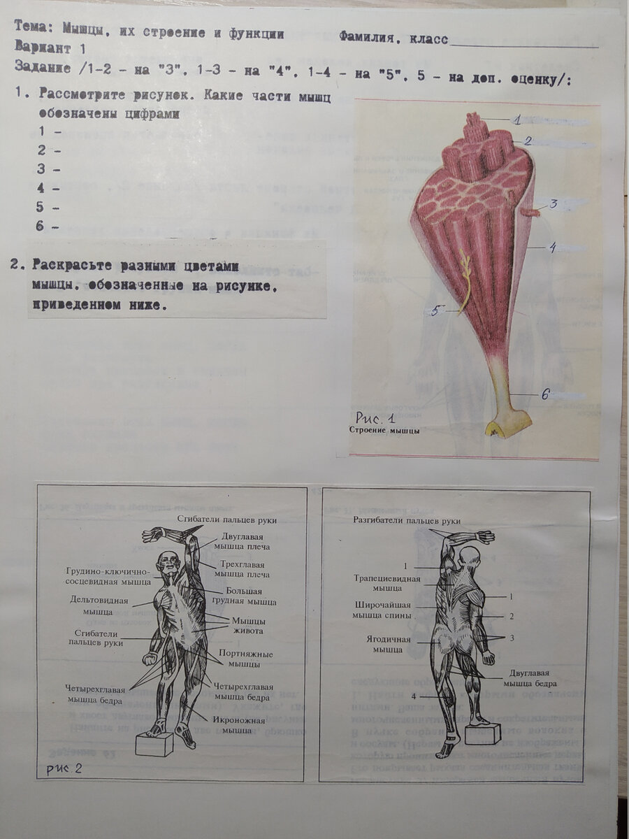 Немного ностальгии — как я делала Опорные карты и рабочую тетрадь по  биологии для 8 класса | Елена Сова: пуд соли в школе | Дзен