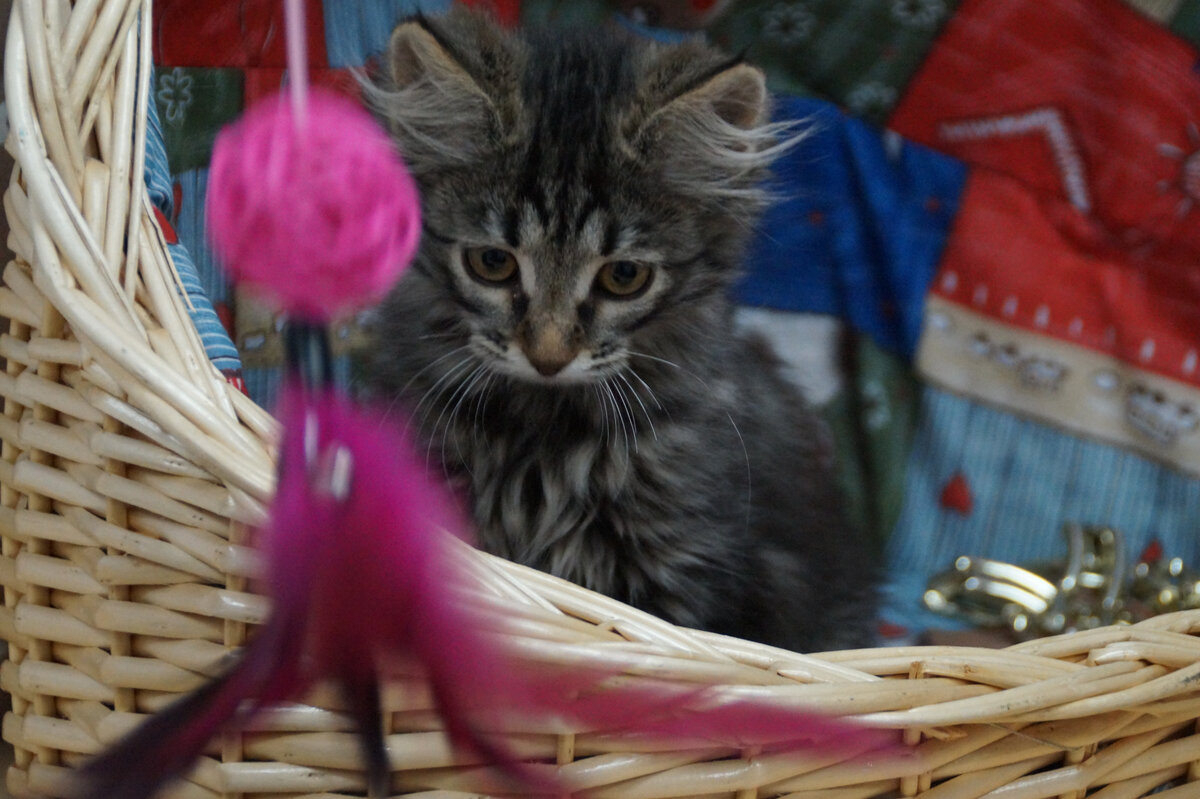 Это Нуазетка