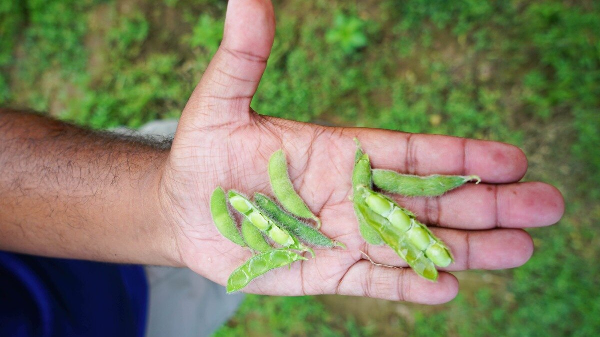 Фото: utianews.tennessee.edu Исследование генотипов сои поможет в селекции засухоустойчивых сортов