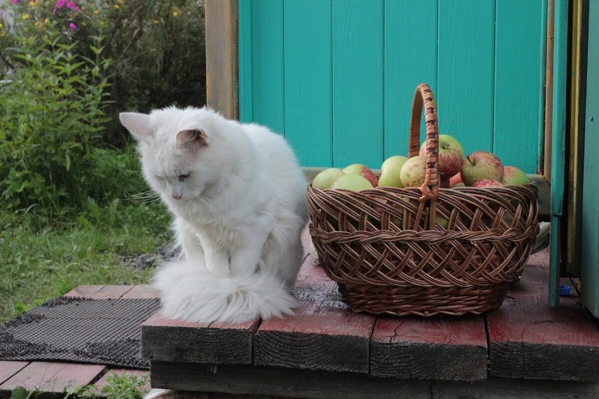 Кошка дачи купить. Котик на даче. Кошка Дачница. Собака Дачница. Кот на даче картинки.