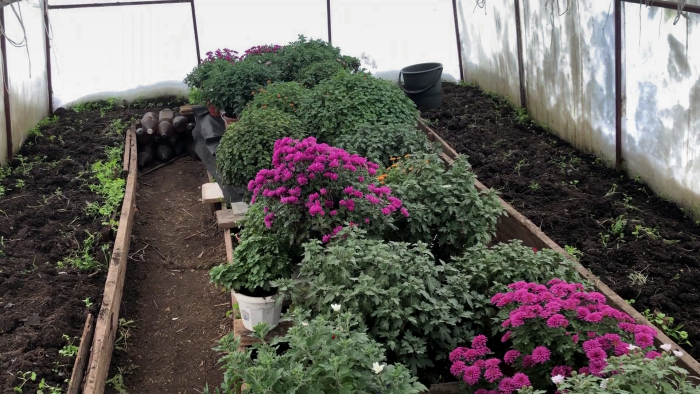 Выкопанные хризантемы в горшках в теплице.