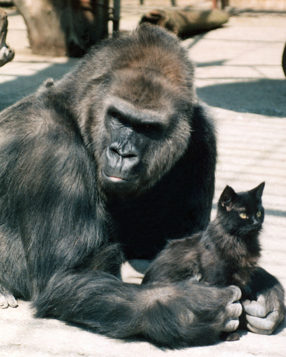 Горилла Метта (в просторечии - Мотя) и кот Антрацит