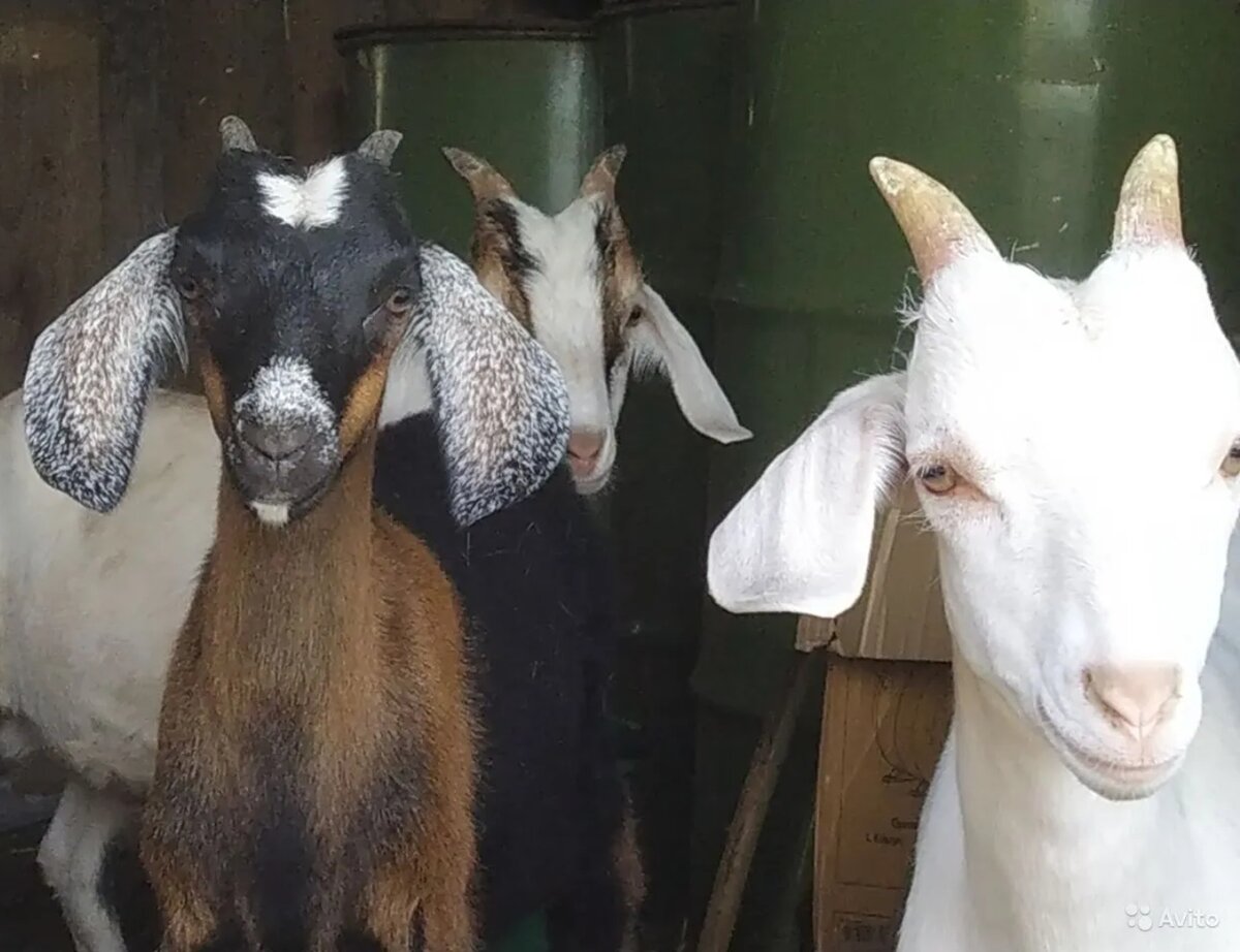 Козлоотряд