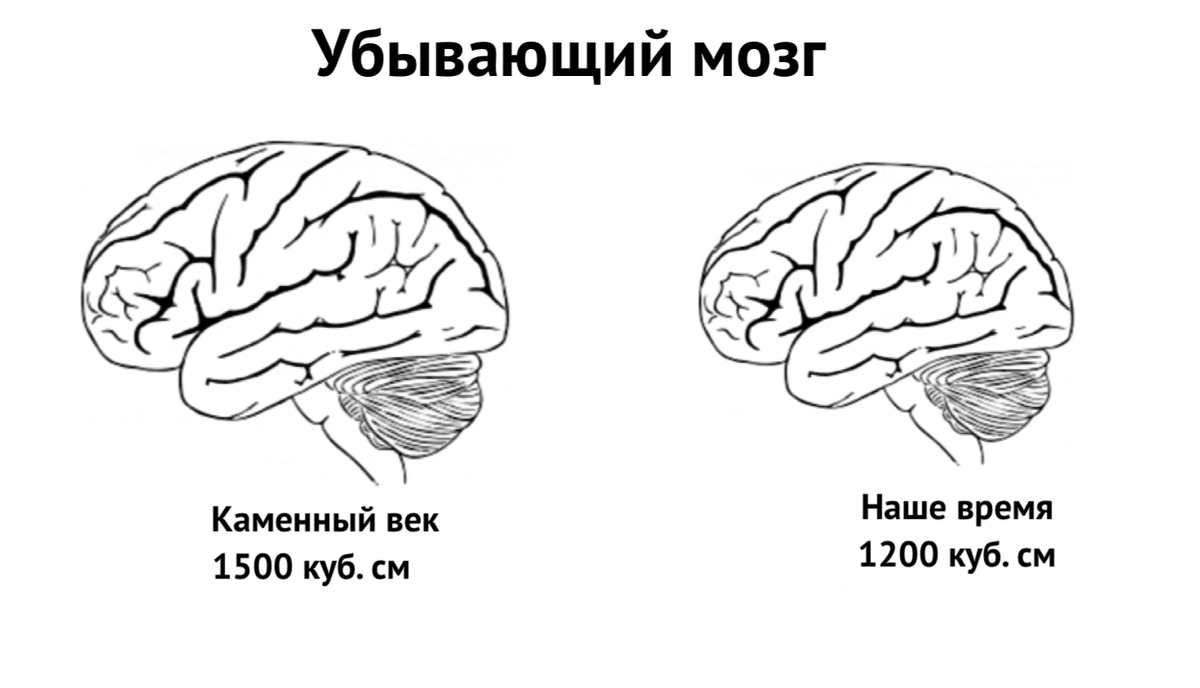 За последние 20 тысяч лет объем человеческого мозга сократился примерно на теннисный мячик. 