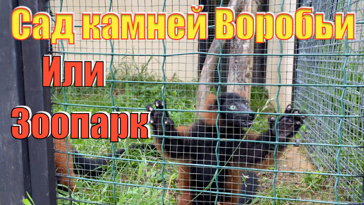 Парк птиц Воробьи и Сад камней