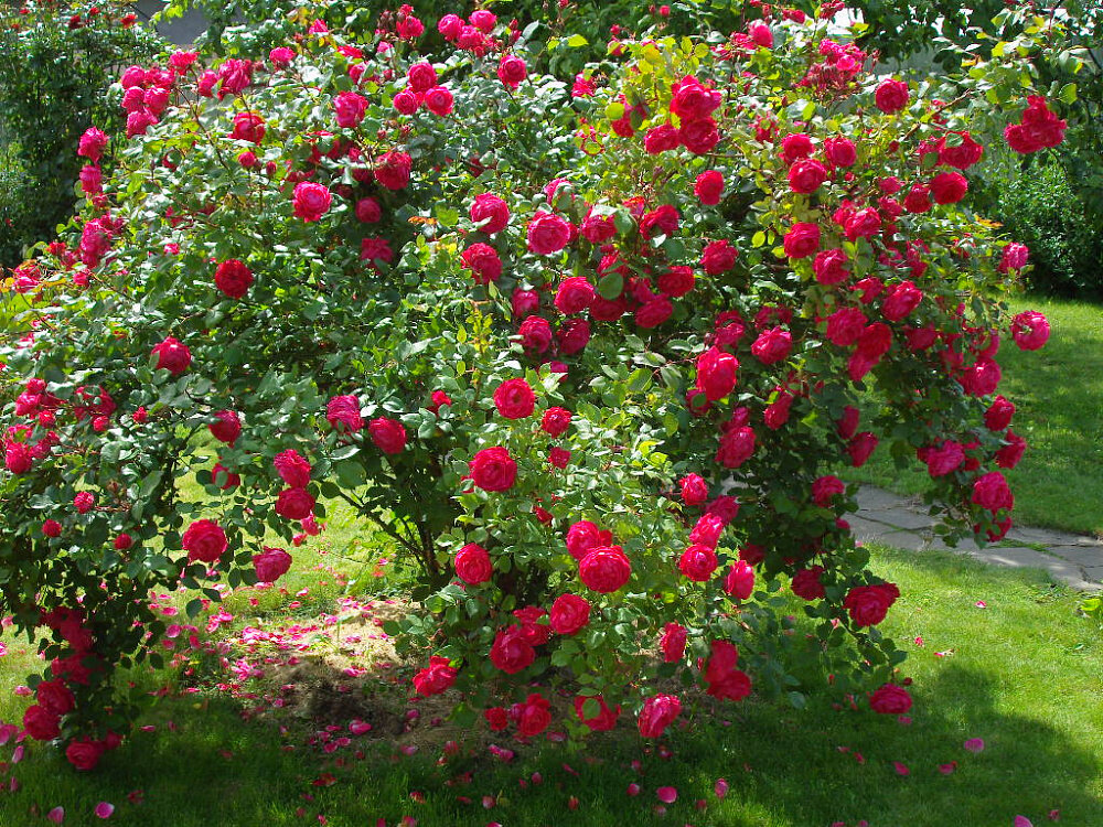 Роза парковые фото и описание