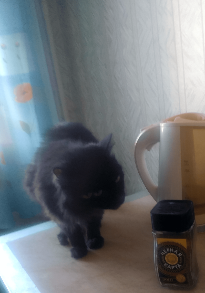 Взрослый шестилетний Барсик залез на стол. Видимо, захотел попить кофе. Фото автора (2022 г)