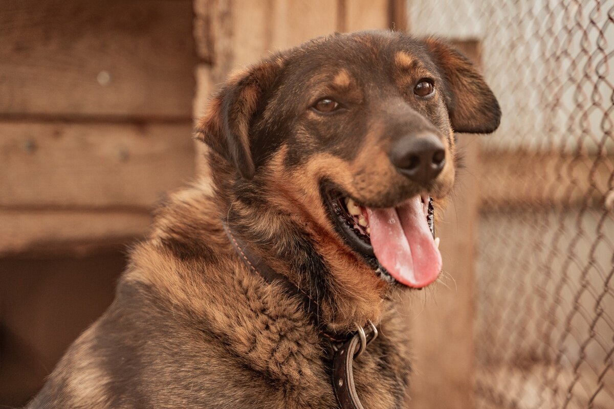 собак добрые руки уфа. собака целовака обнимака. собак добрые руки уфа. фото адели псины. собак добрые руки уфа.